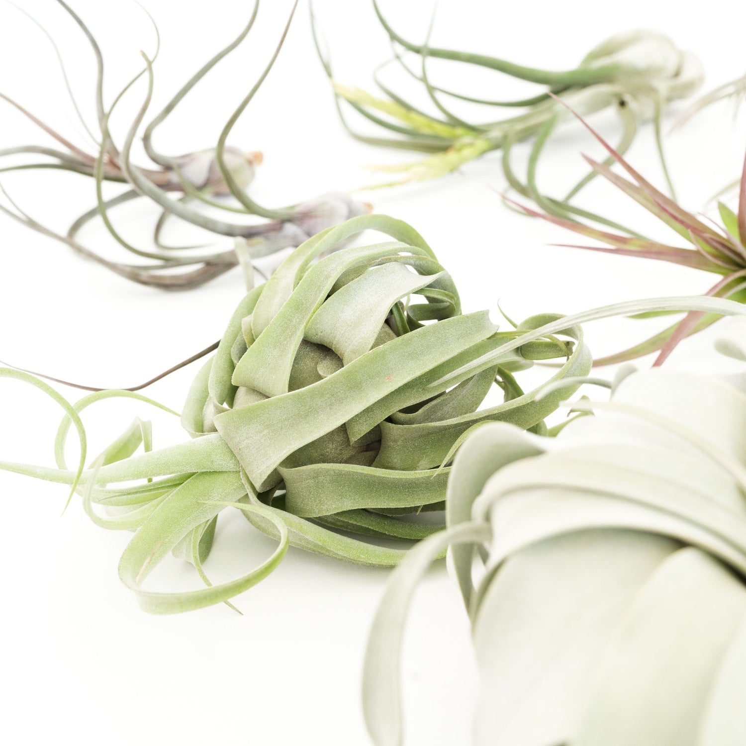 SALE - Special Jumbo Tillandsia Air Plants - Set of 12 - 40% Off