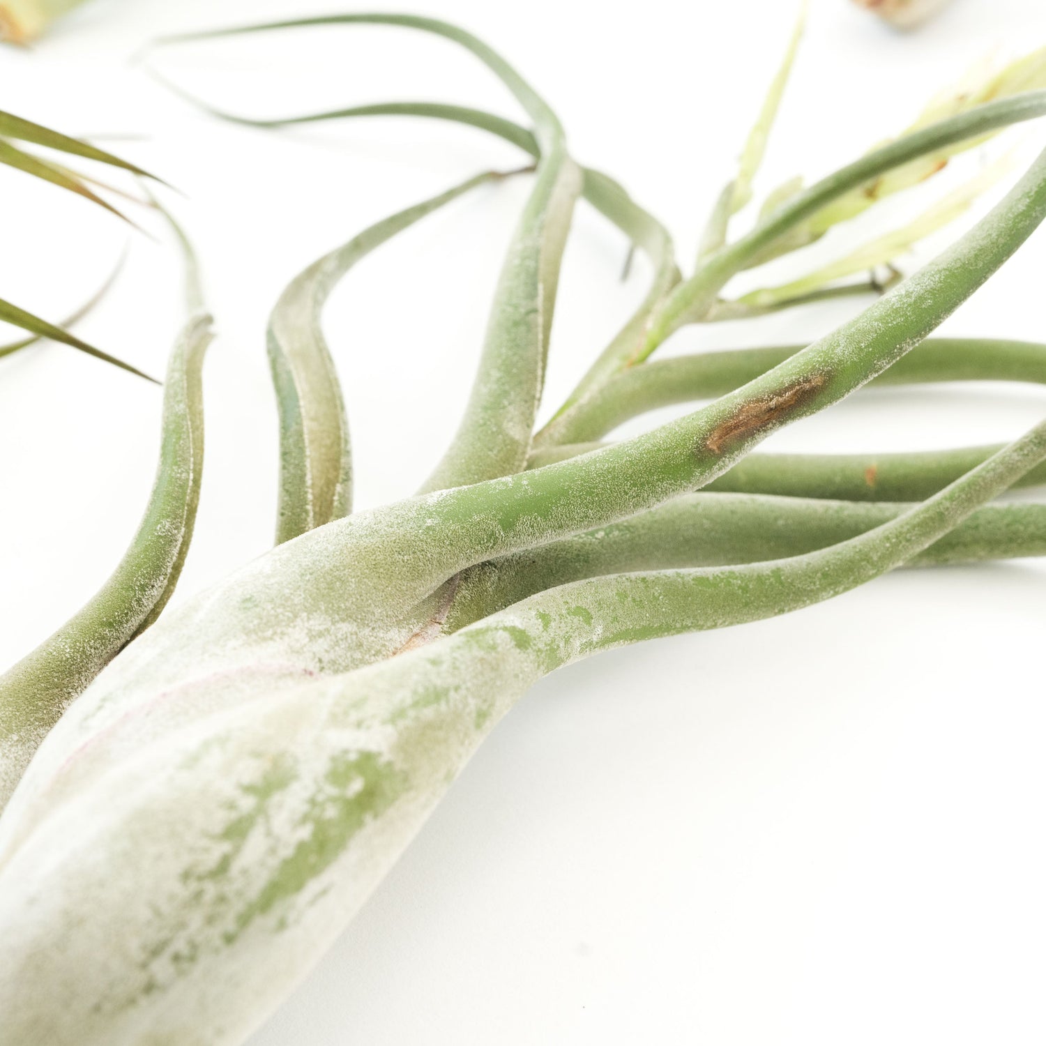 SALE - Special Jumbo Tillandsia Air Plants - Set of 12 - 40% Off