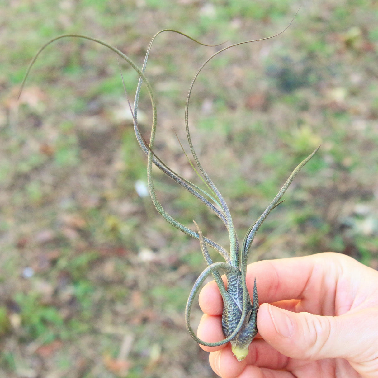 BLOOM SALE - Large Tillandsia Butzii Air Plants - Set of 10 or 20 Air Plants - 40% Off
