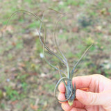 BLOOM SALE - Large Tillandsia Butzii Air Plants - Set of 10 or 20 Air Plants - 40% Off