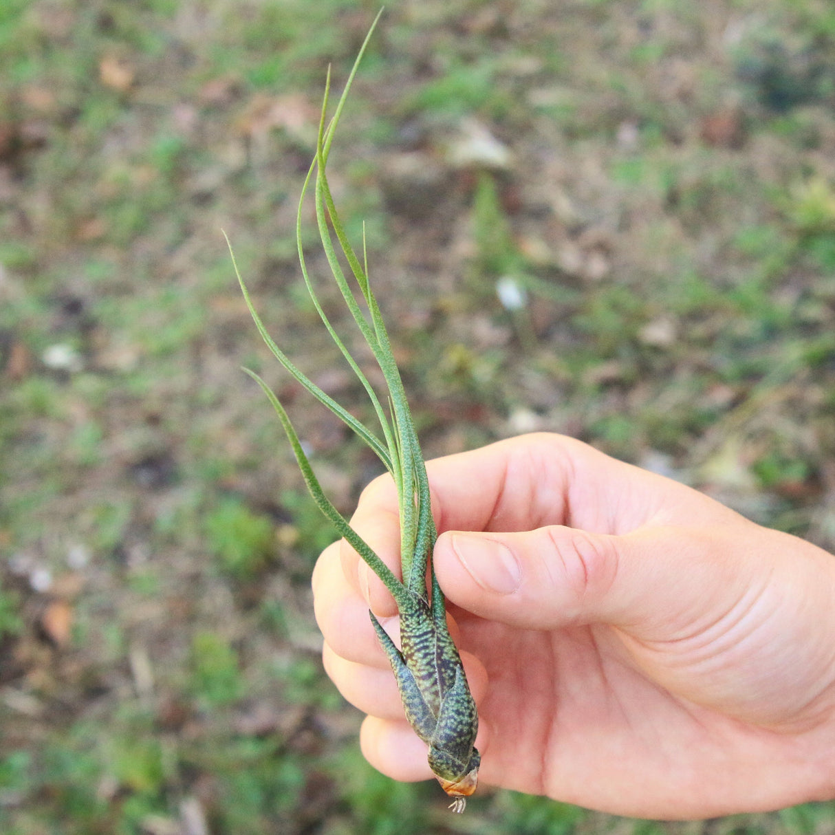 BLOOM SALE - Large Tillandsia Butzii Air Plants - Set of 10 or 20 Air Plants - 40% Off