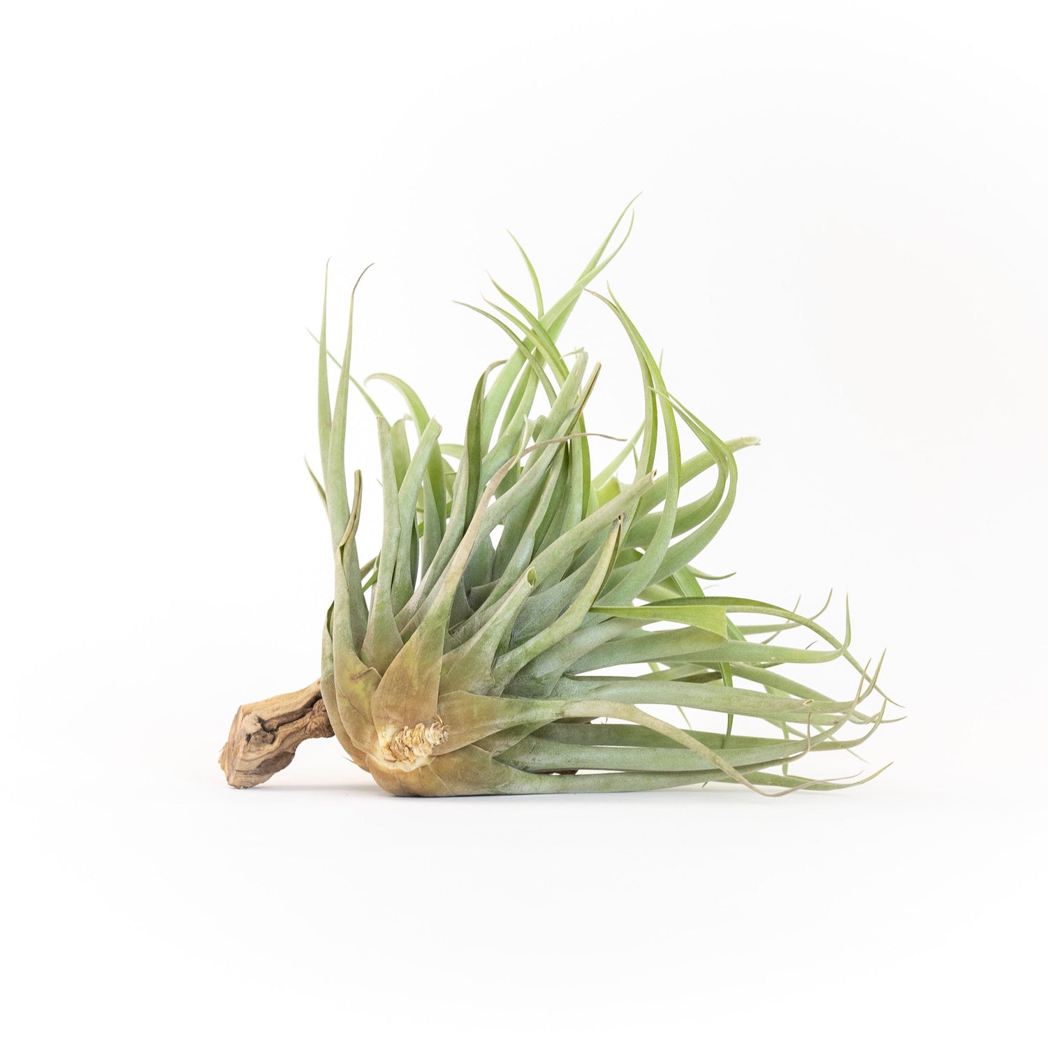 Tillandsia Capitata Salmon Air Plants
