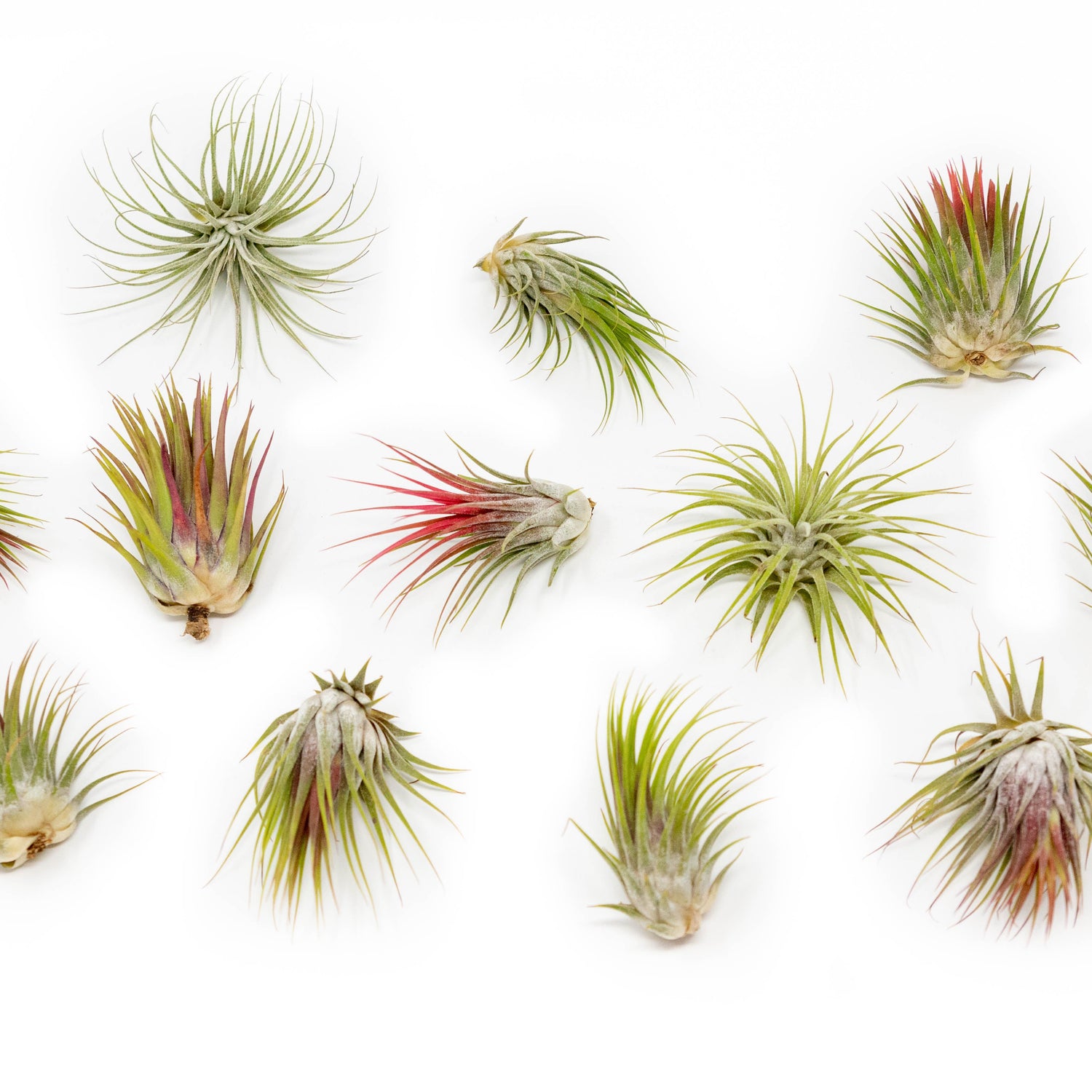 SALE - Tillandsia Ionantha Guatemala Air Plants - Set of 10, 20 or 50 Air Plants - 70% Off