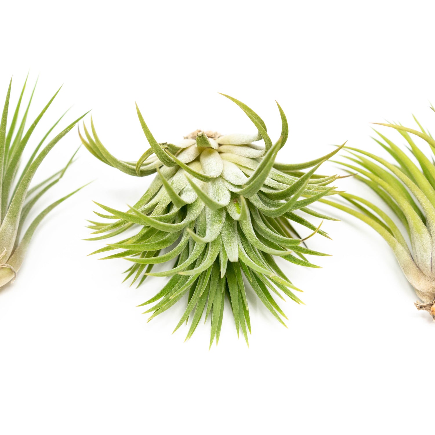SALE - Large Tillandsia Ionantha Rubra Air Plants - Set of 10 or 20 - 40% Off