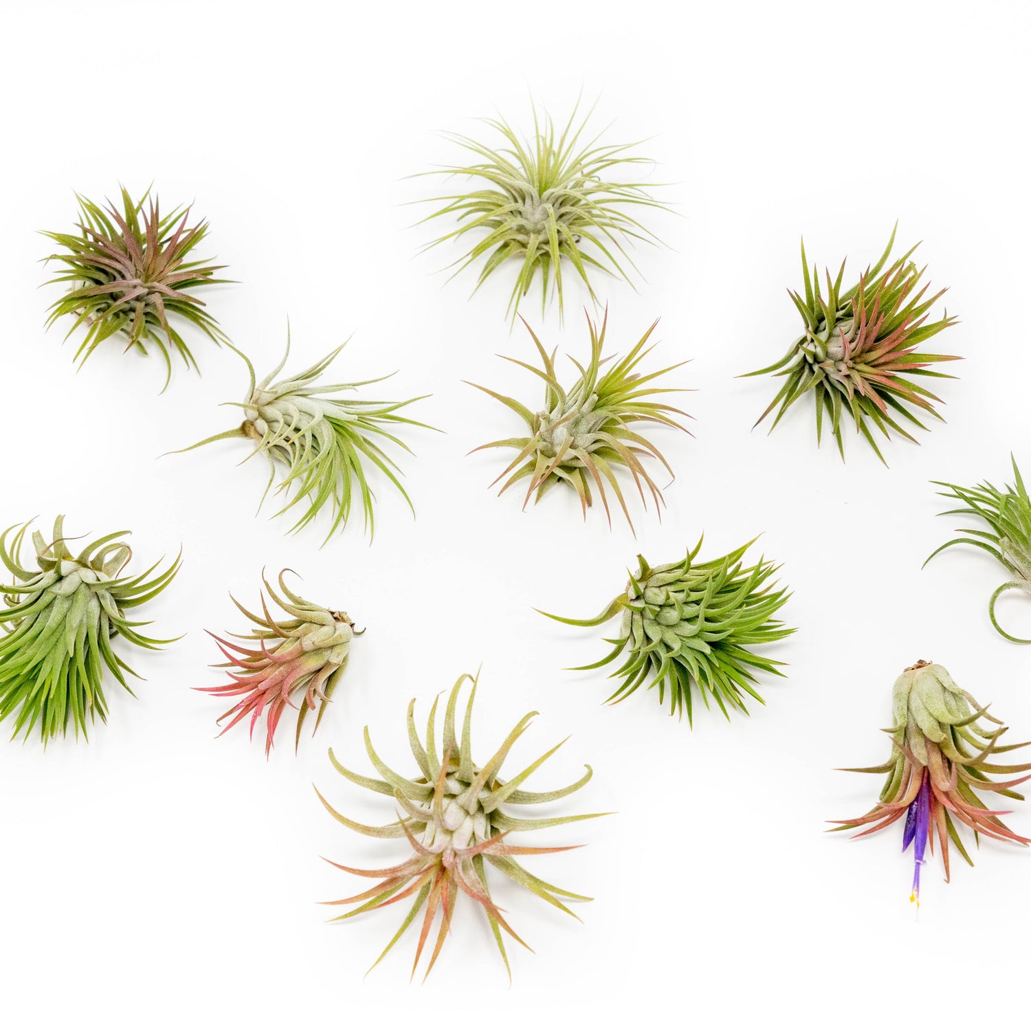 SALE - Large Tillandsia Ionantha Rubra Air Plants - Set of 10 or 20 - 40% Off