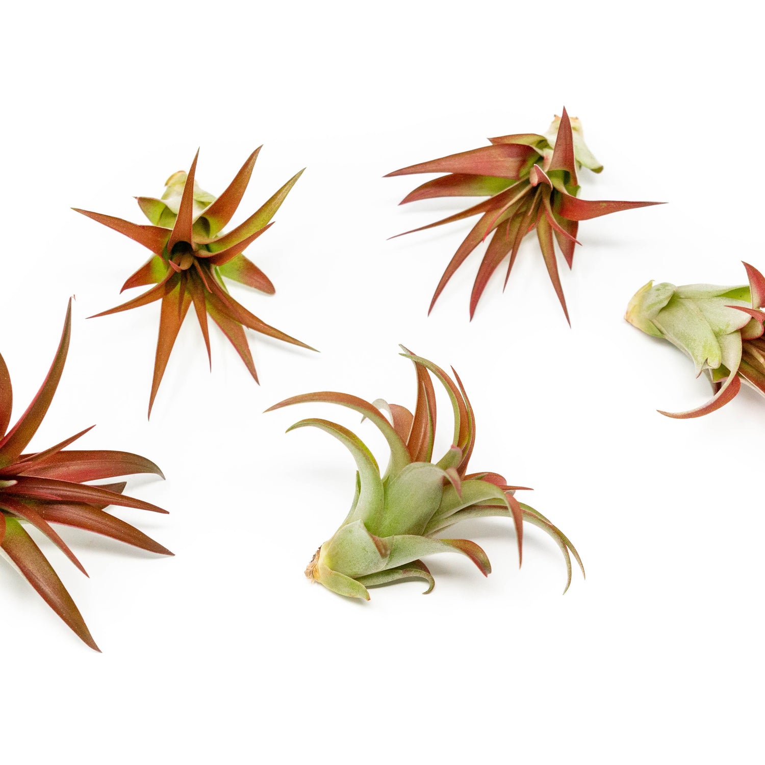 Now in Blush - Tillandsia Red Abdita Air Plants
