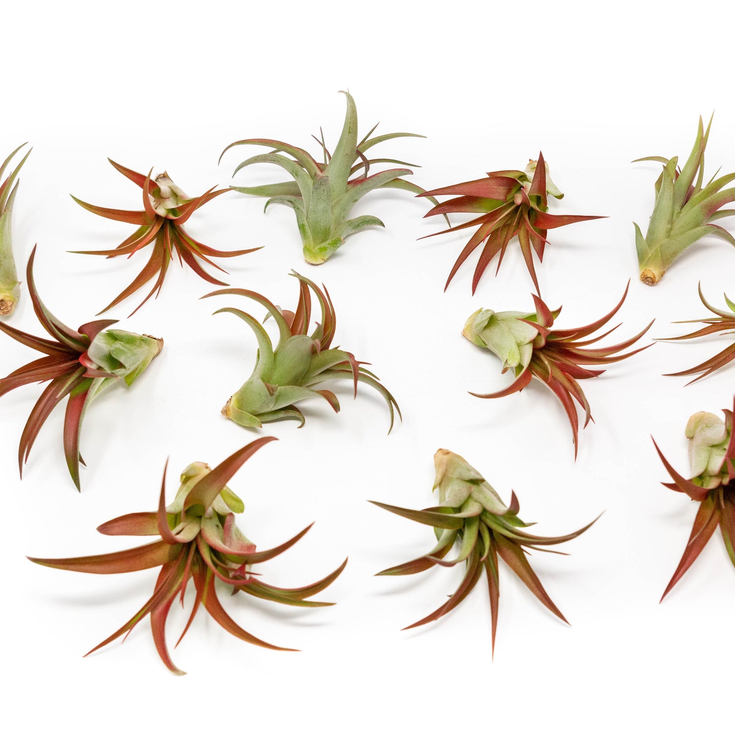 Now in Blush - Tillandsia Red Abdita Air Plants