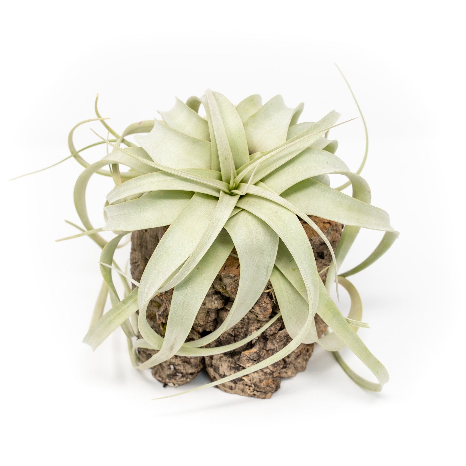 Natural Cork Bark Planters with Mini Tillandsia Xerographica Air Plant