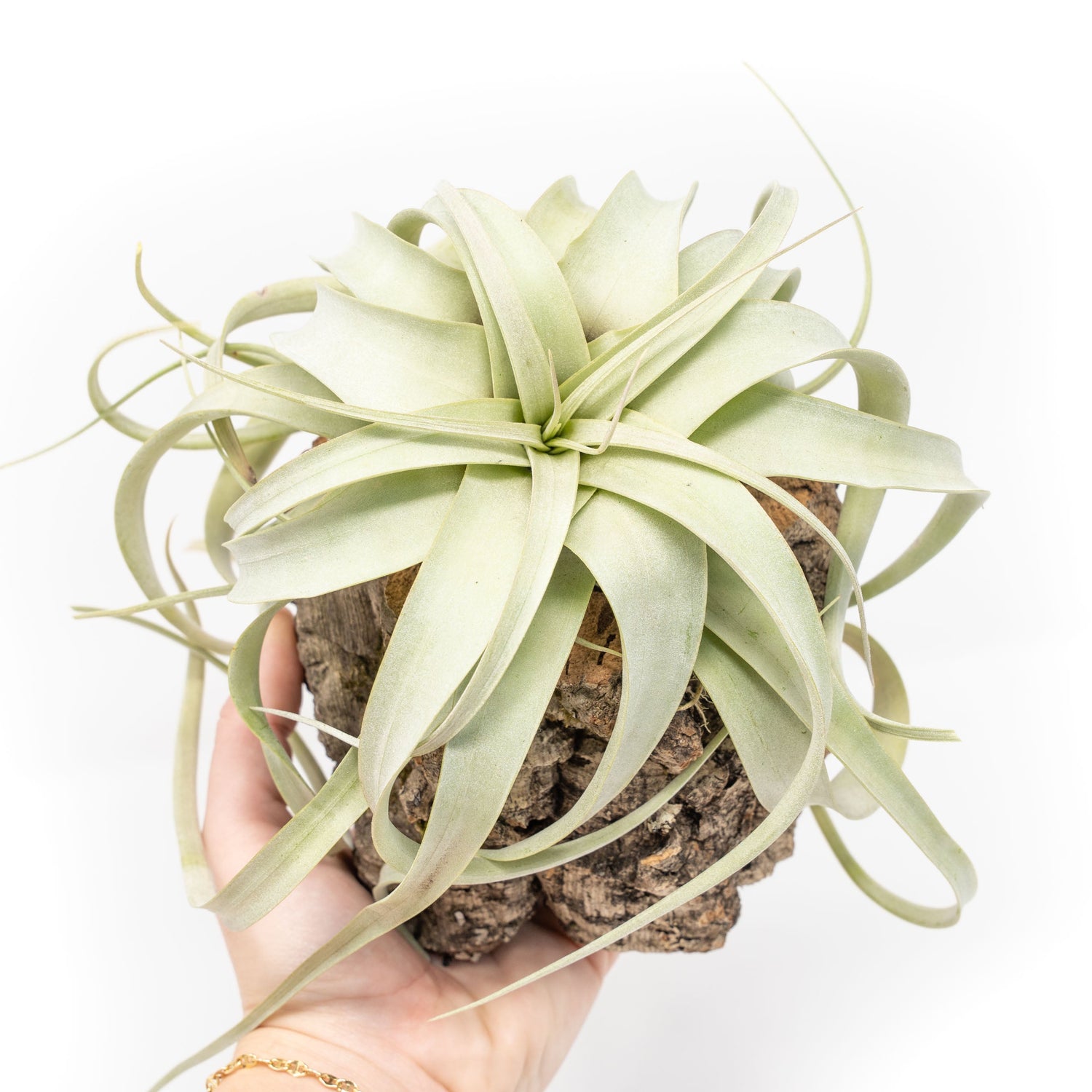 Natural Cork Bark Planters with Mini Tillandsia Xerographica Air Plant