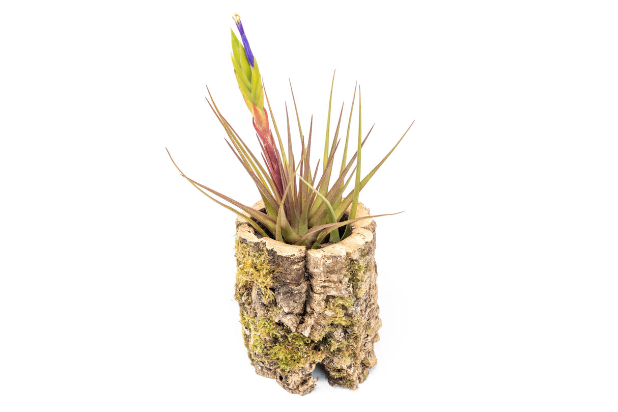 Natural Cork Bark Planters