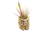 Natural Cork Bark Planters