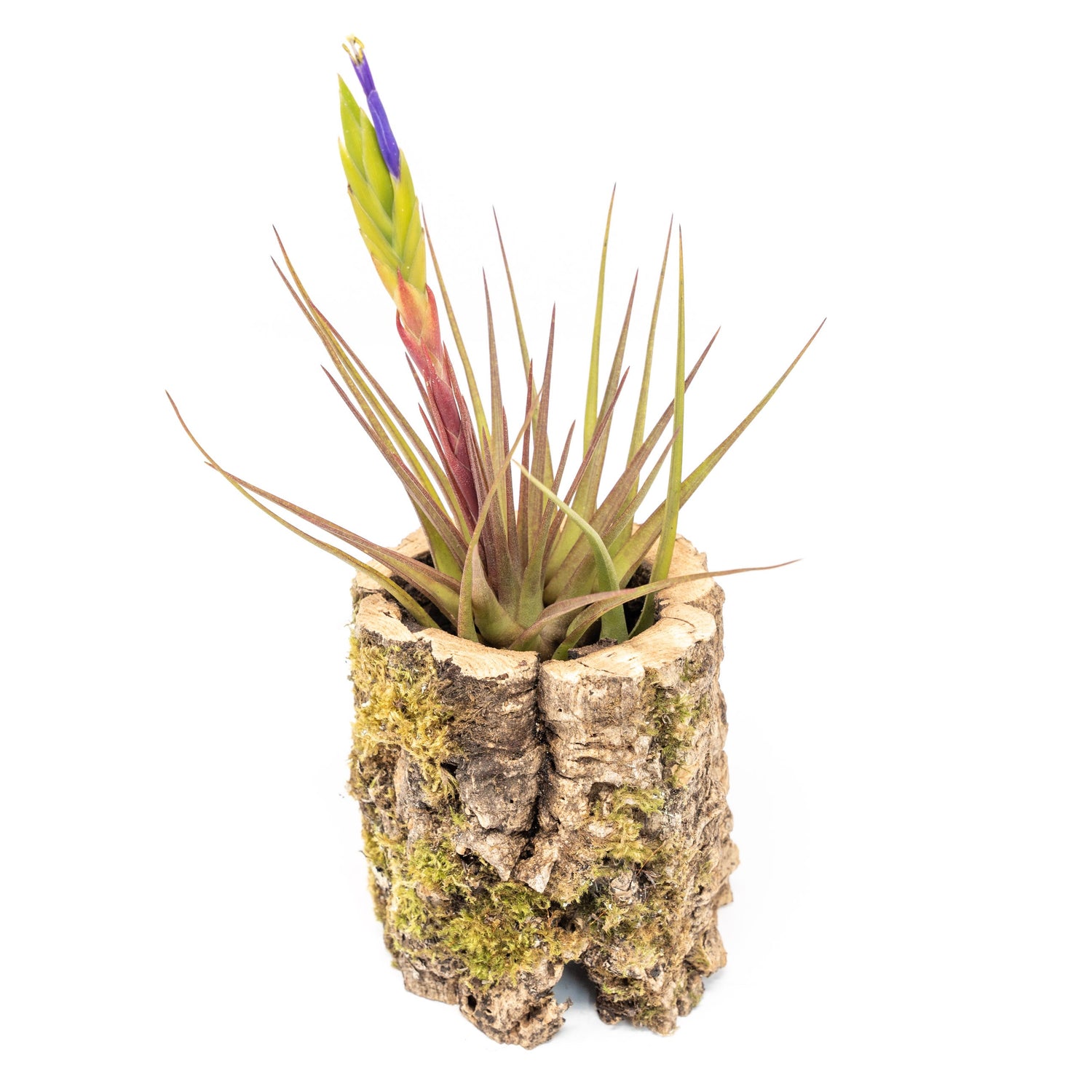Natural Cork Bark Planters with Assorted Tillandsia Air Plants