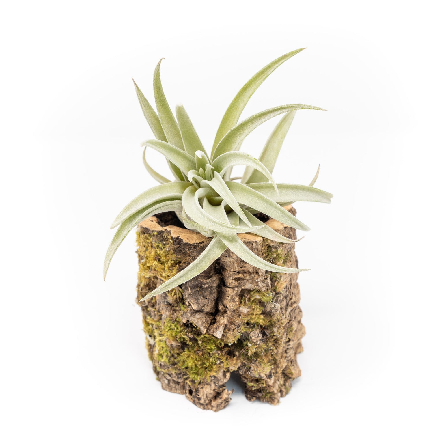 Natural Cork Bark Planters with Assorted Tillandsia Air Plants