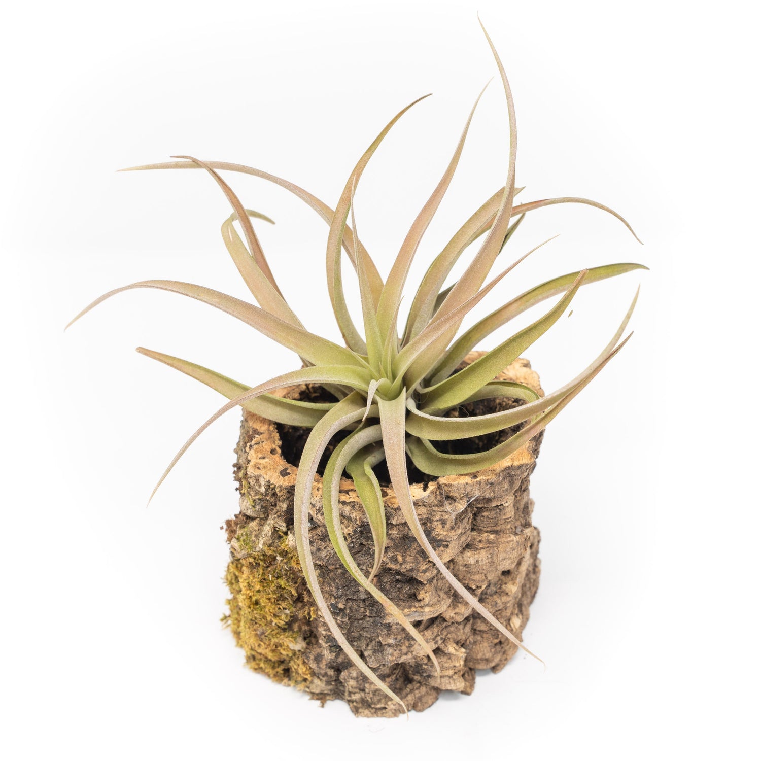 Natural Cork Bark Planters with Assorted Tillandsia Air Plants