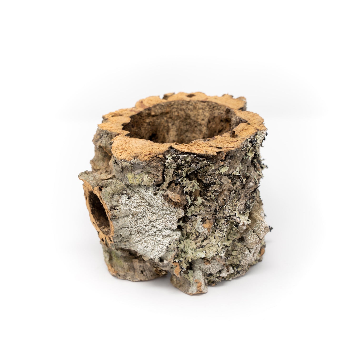 Natural Cork Bark Planters with Mini Tillandsia Xerographica Air Plant