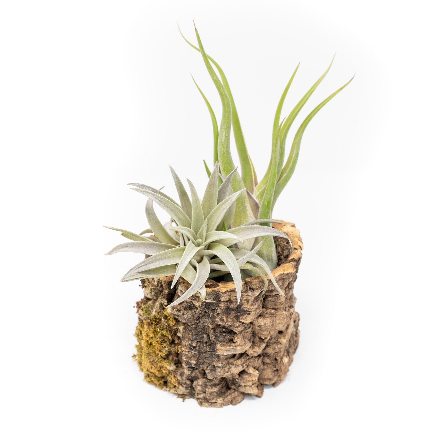 Natural Cork Bark Planters