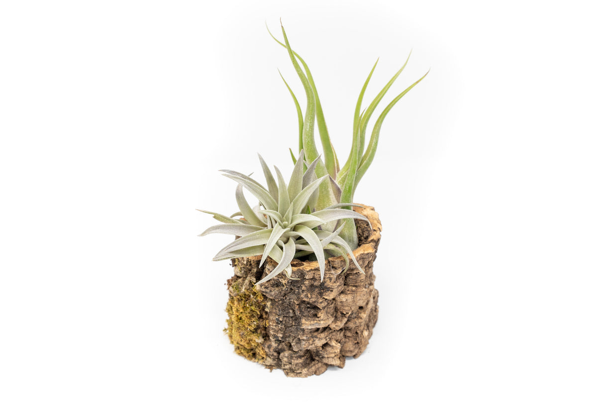 Natural Cork Bark Planters