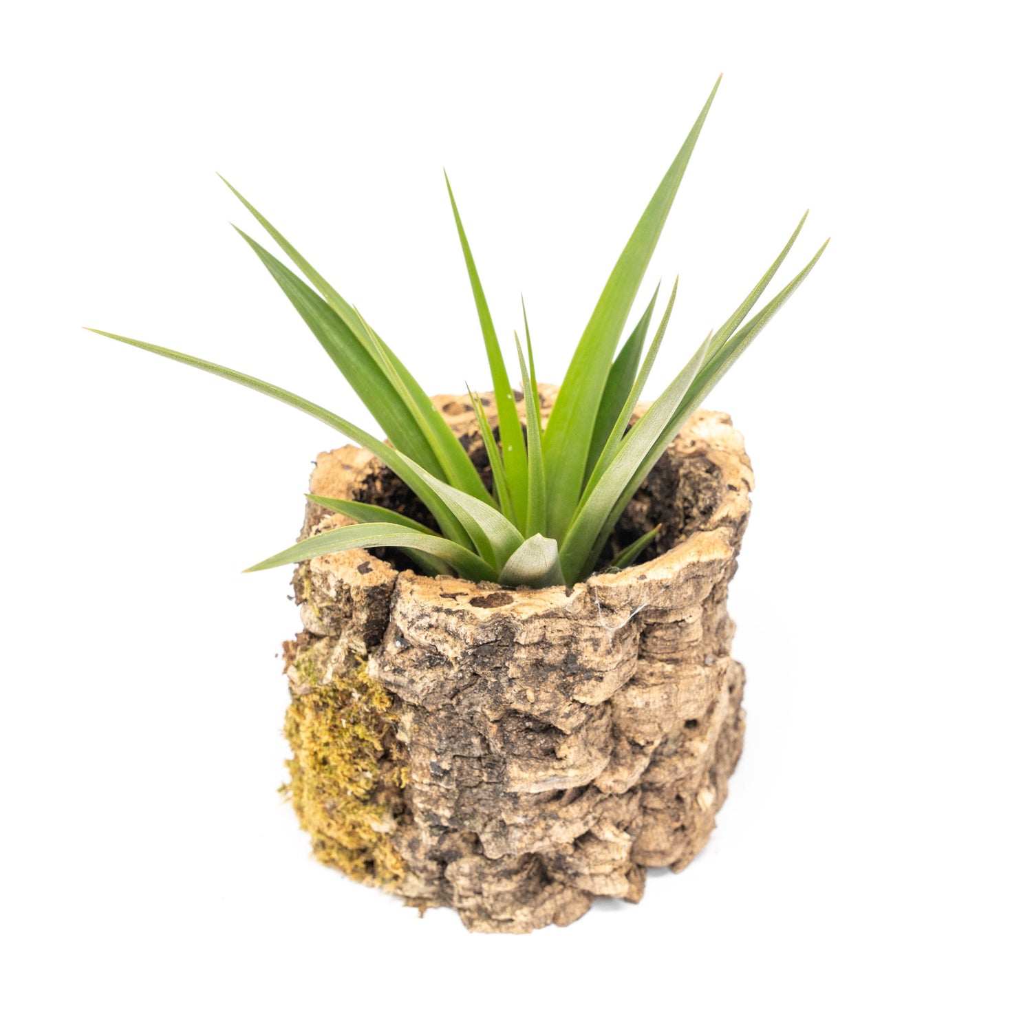 Natural Cork Bark Planters with Assorted Tillandsia Air Plants