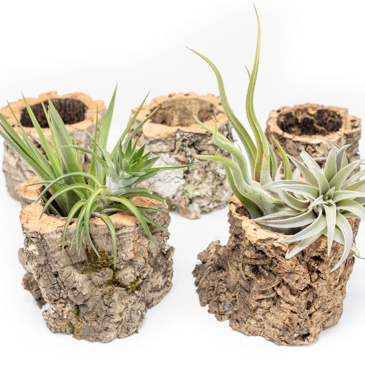 Natural Cork Bark Planters with Assorted Tillandsia Air Plants