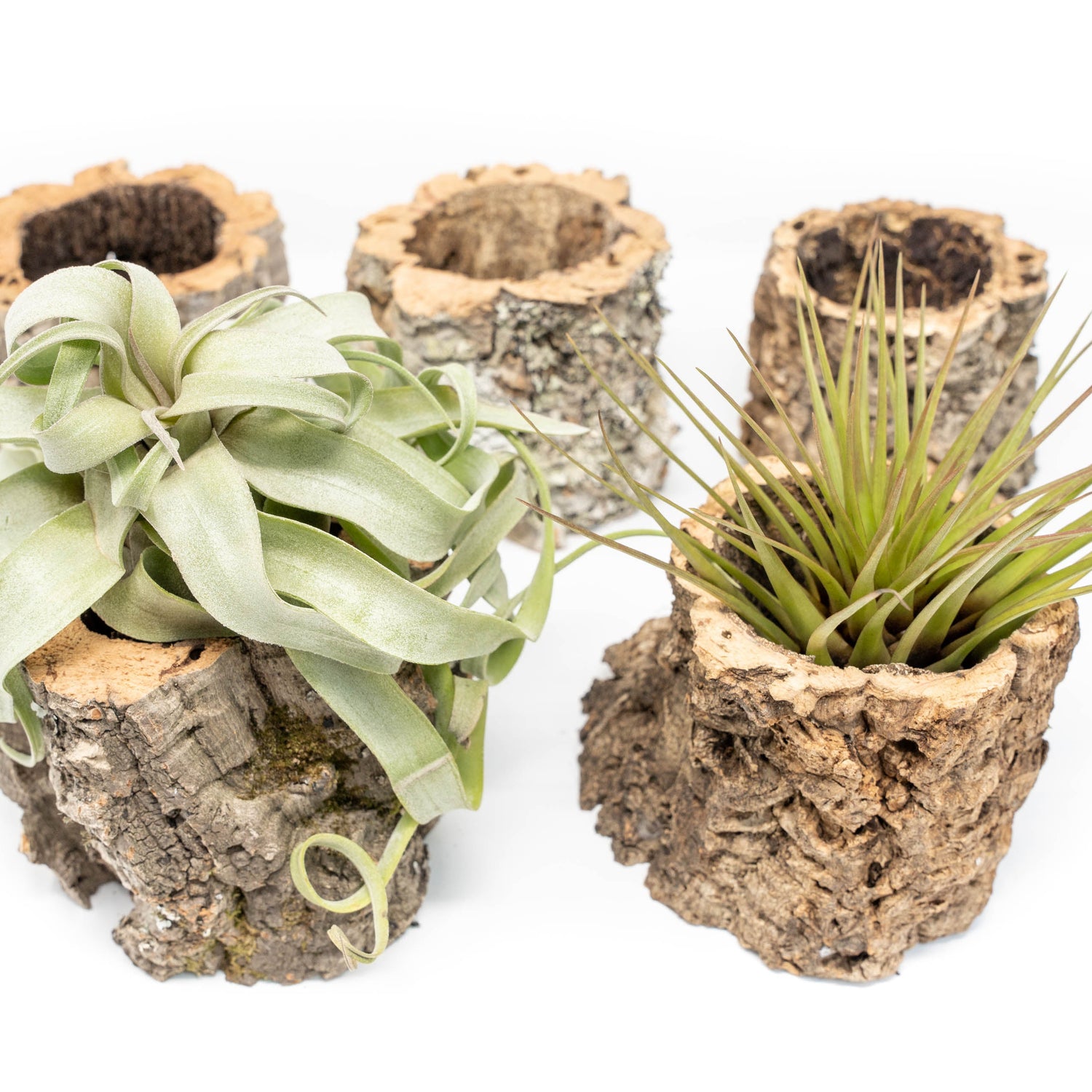 Natural Cork Bark Planters with Assorted Tillandsia Air Plants