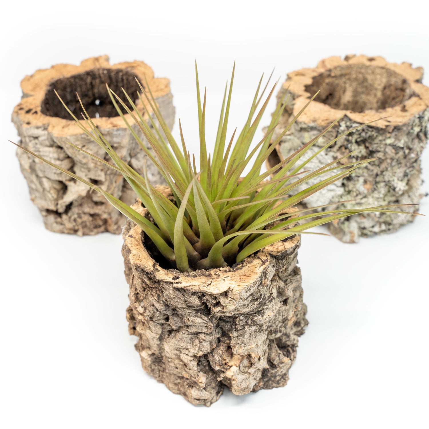 Natural Cork Bark Planters with Assorted Tillandsia Air Plants