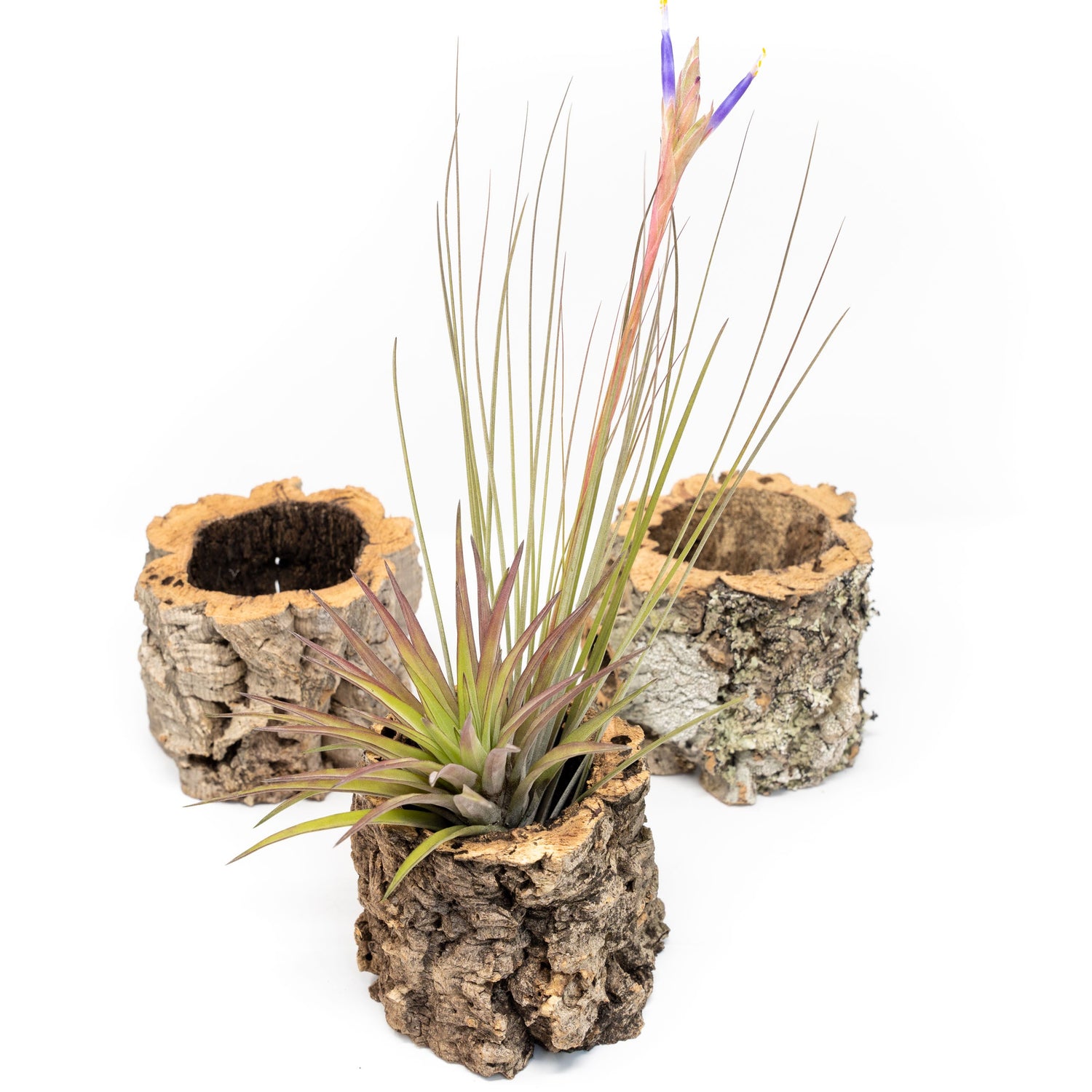 Natural Cork Bark Planters with Assorted Tillandsia Air Plants