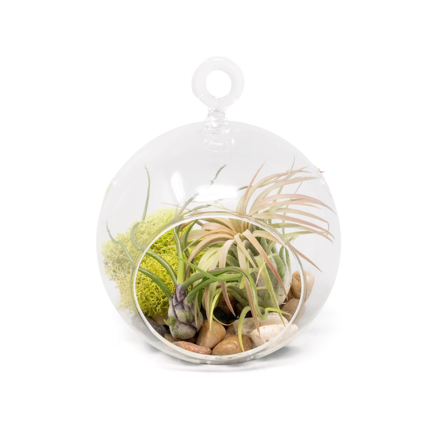 Set of 2 Stunning Hanging Glass Terrariums with Flat Bottoms