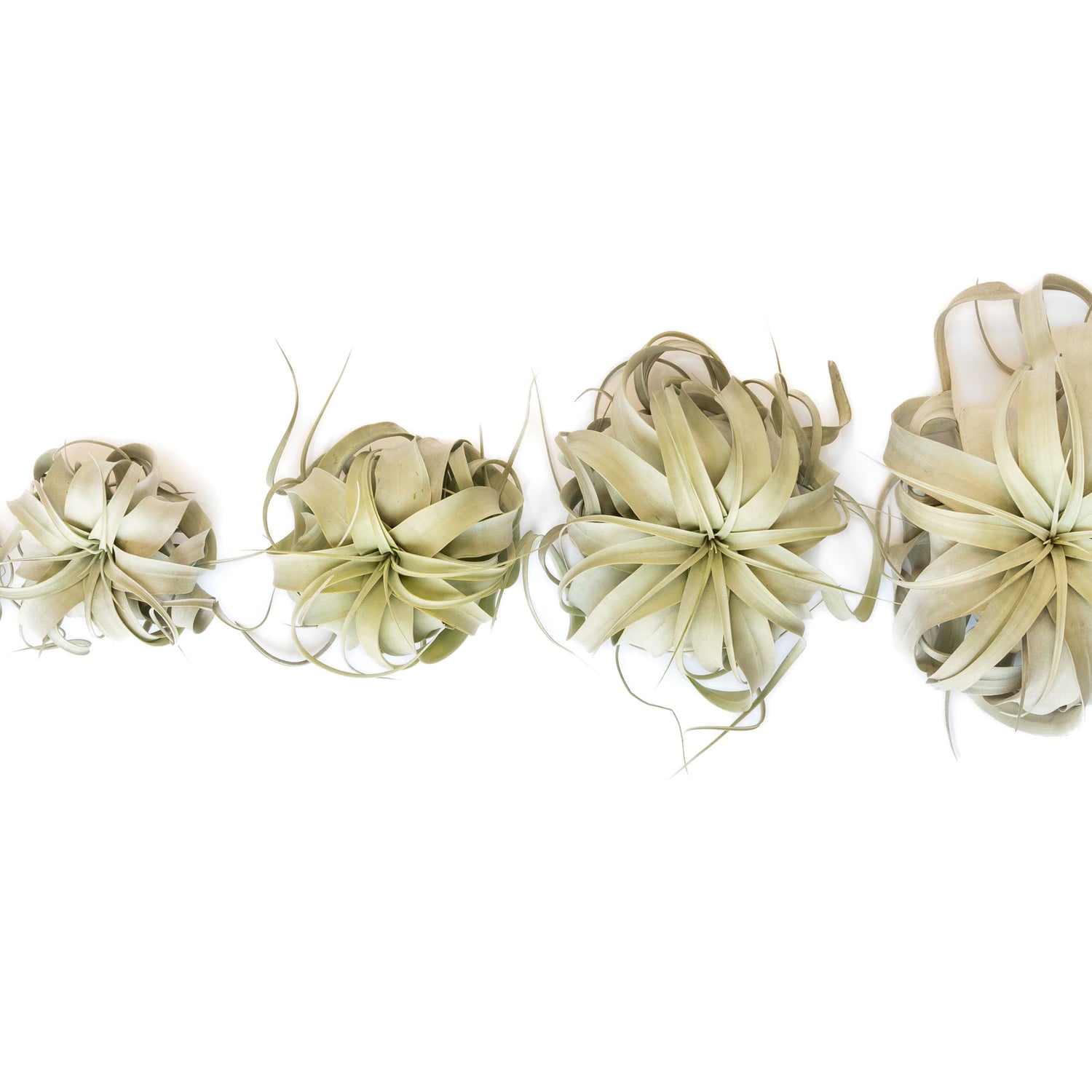Tillandsia Xerographica Air Plants - Multiple Sizes