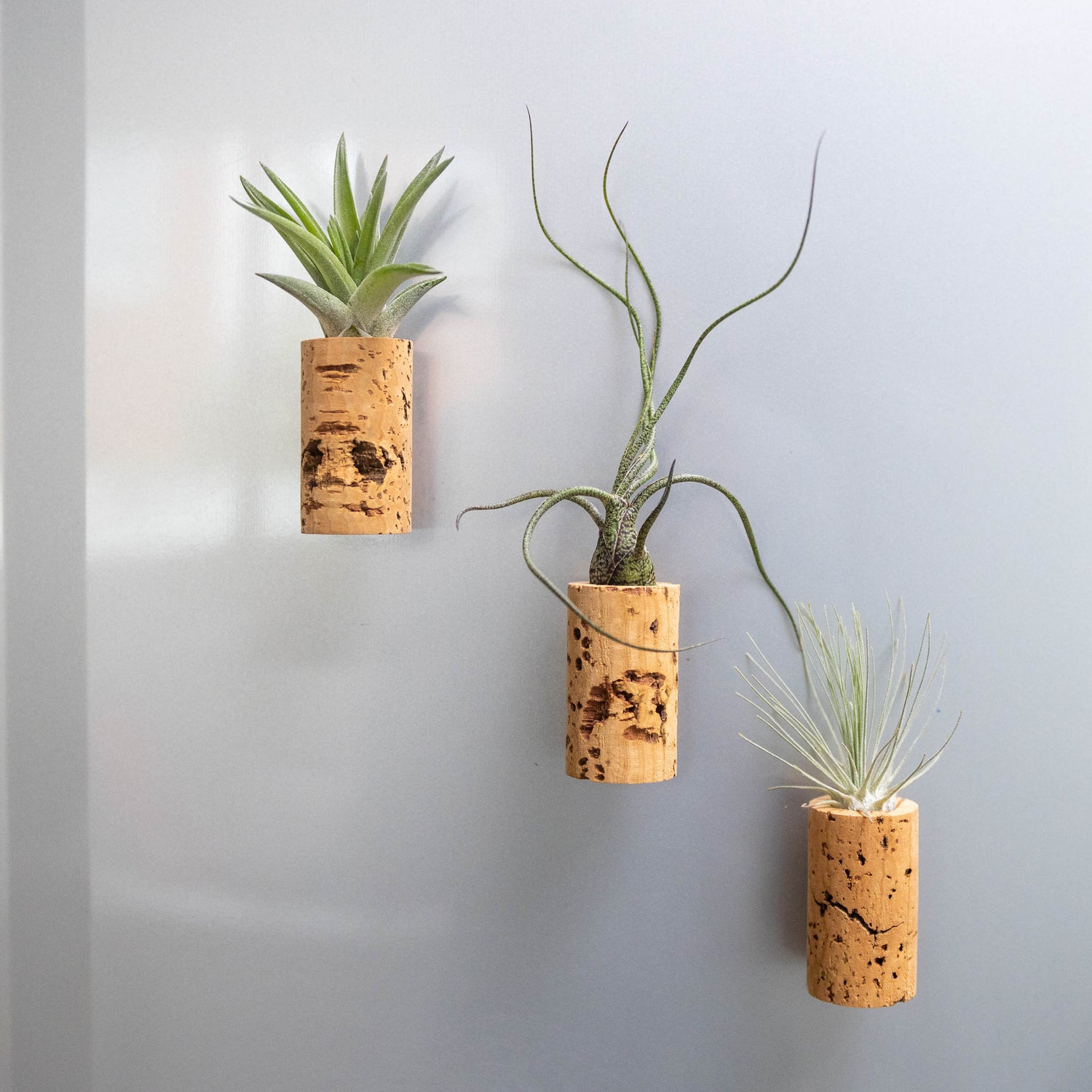 Magnetic Wine Corks with Assorted Tillandsia Air Plants - Set of 3, 6 or 9