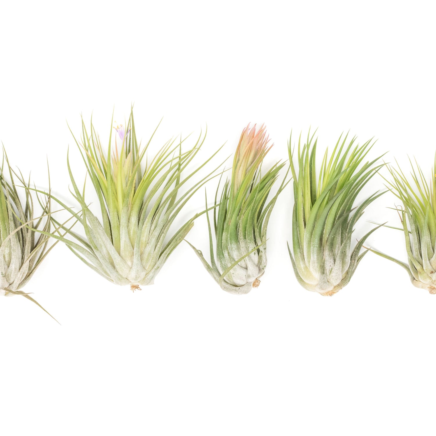 SALE - Large Tillandsia Ionantha Scaposa - Set of 10 or 20 Air Plants - 40% Off