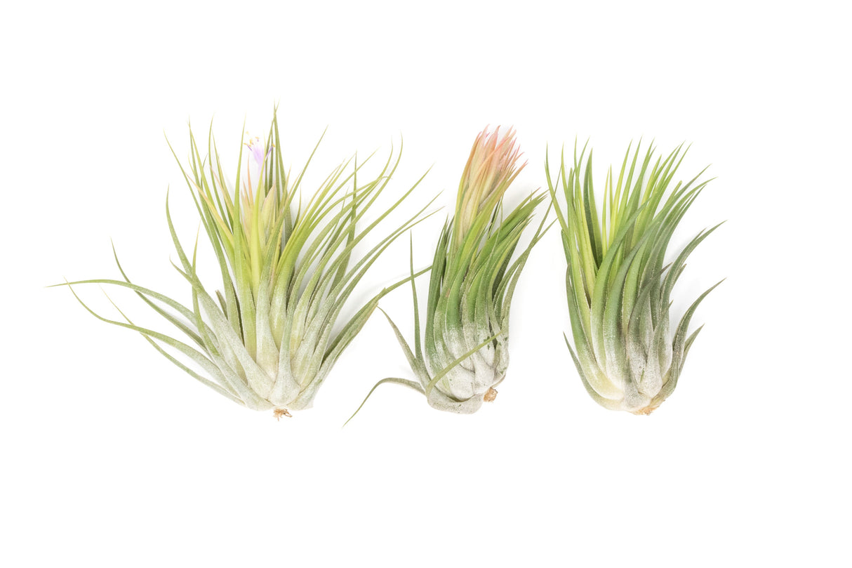 SALE - Large Tillandsia Ionantha Scaposa - Set of 10 or 20 Air Plants - 40% Off