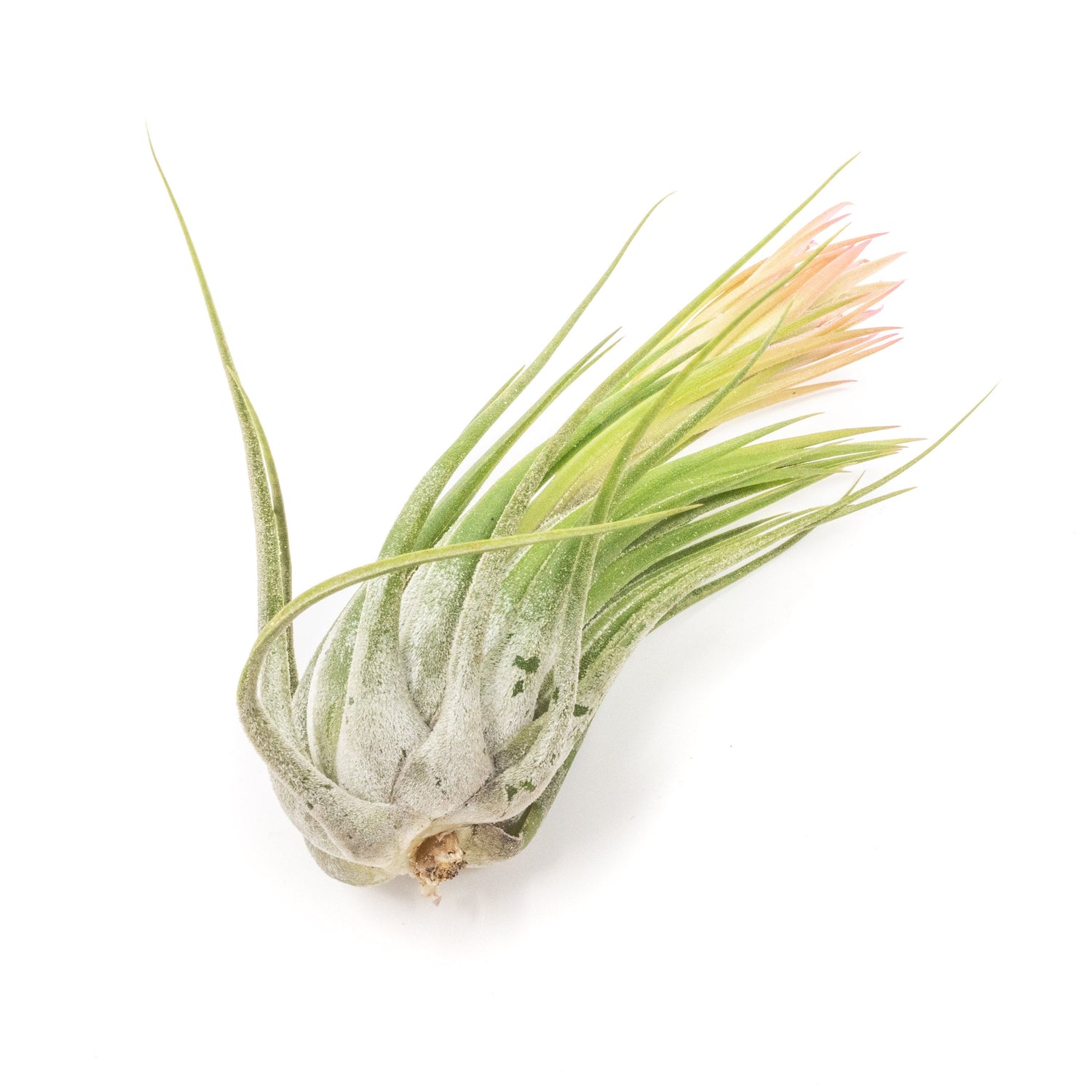 SALE - Large Tillandsia Ionantha Scaposa - Set of 10 or 20 Air Plants - 40% Off