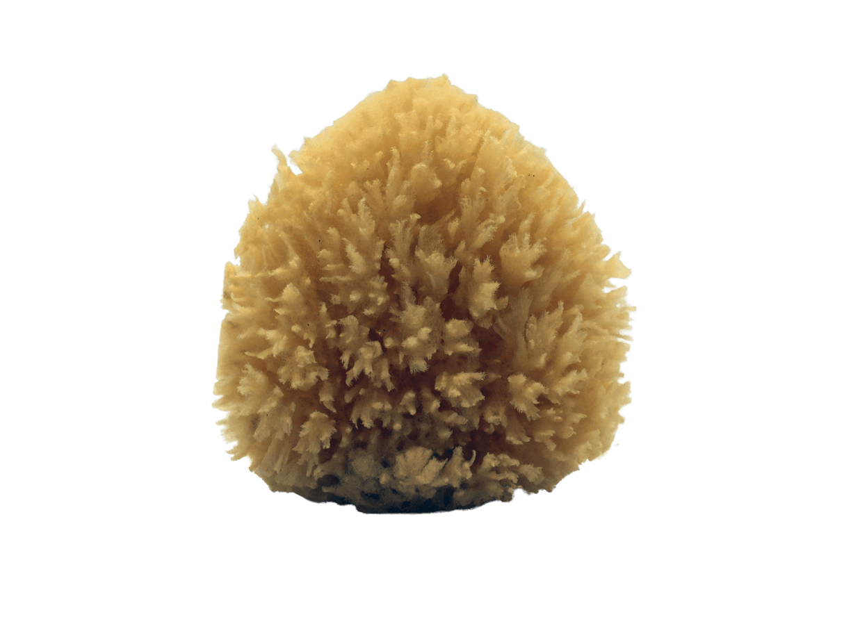 All-Natural Dead Sea Sponge