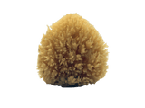 All-Natural Dead Sea Sponge