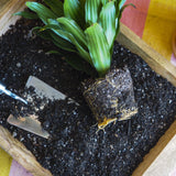 Indoor Plant Potting Soil