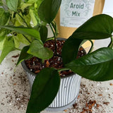 Premium Aroid Mix For Tropical Plants