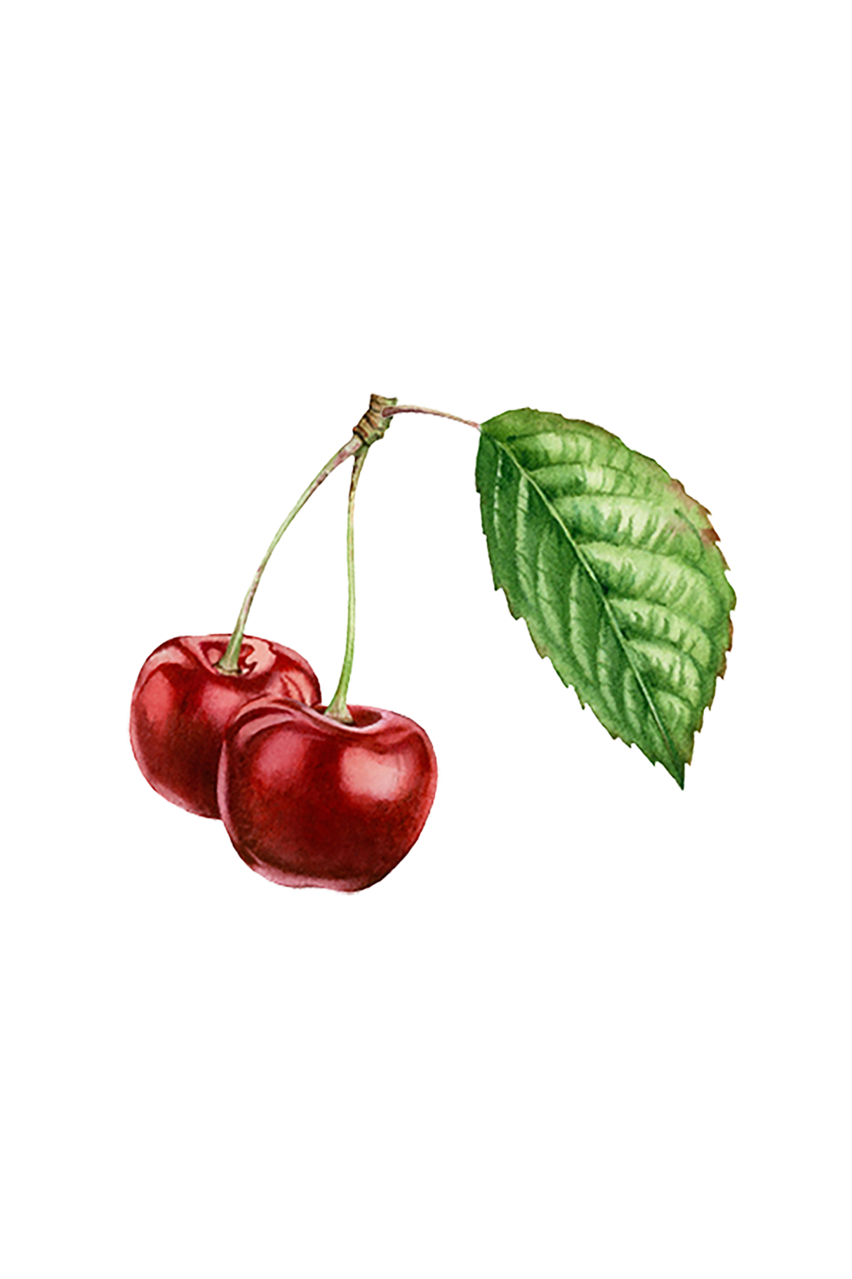 Cherry (Bitter Almond) Essential Oil