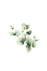 Eucalyptus Essential Oil