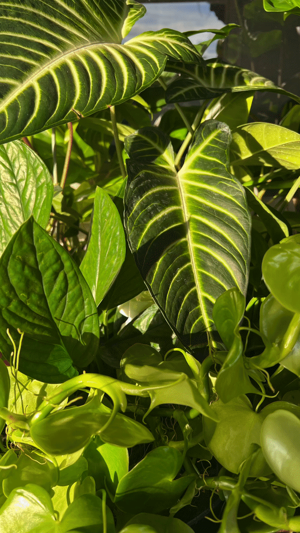 Kelp Mist - Organic Foliar Spray Seaweed Fertilizer