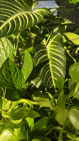 Kelp Mist - Organic Foliar Spray Seaweed Fertilizer