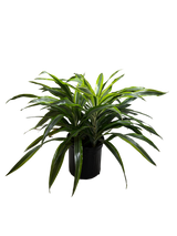 Dracaena 'Lemon Lime'