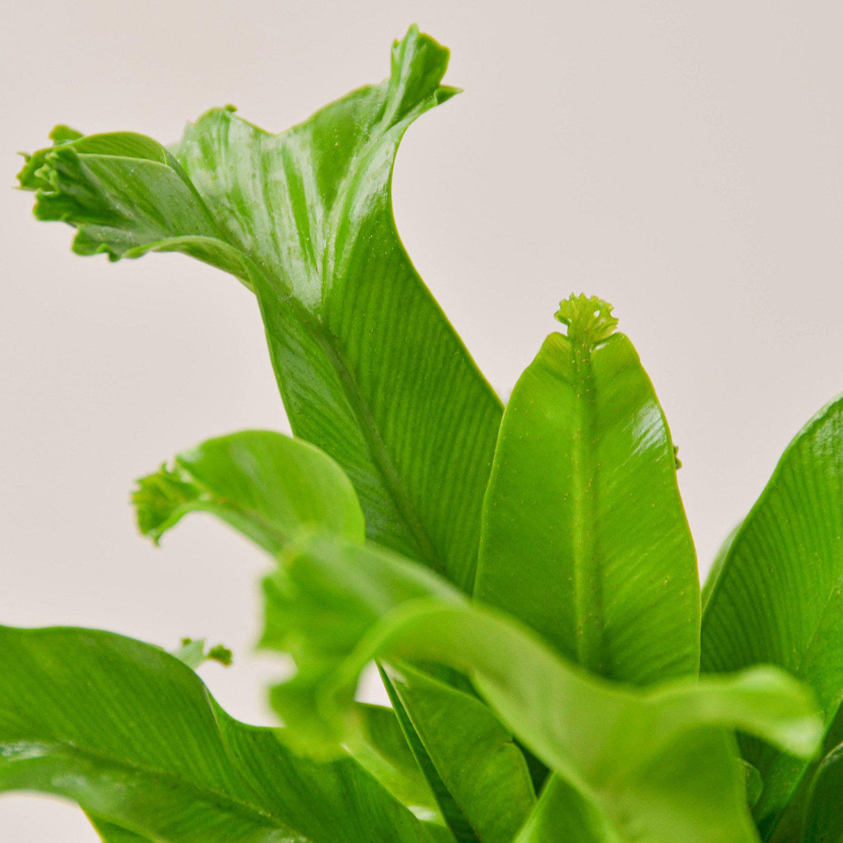Bird‚Äôs Nest 'Leslie' Fern