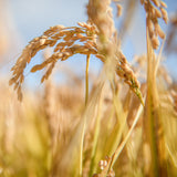 Organic Gluten Free Brown Rice Orzo