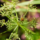 Terra Kids Magnifying Glass