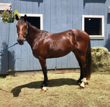 Grooming Spray for Dogs & Horses - 16oz