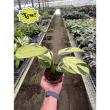 Calathea 'Pilosa'