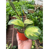 Hoya Obovata Reverse