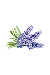 Lavender & Rosemary Essential Oil Blend