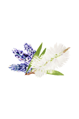 Avocado Lotion | Lavender & Tea Tree