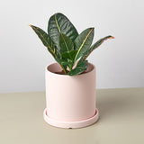 Matte Finish Cylinder Planter with Saucer